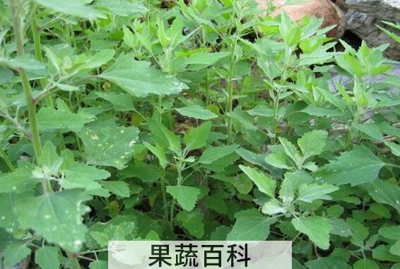 有毒灰菜与灰菜的区别 灰菜中毒怎么办