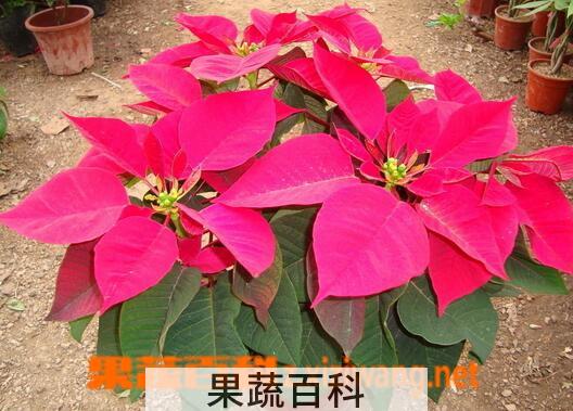 果蔬百科哪些植物不能在家中养殖