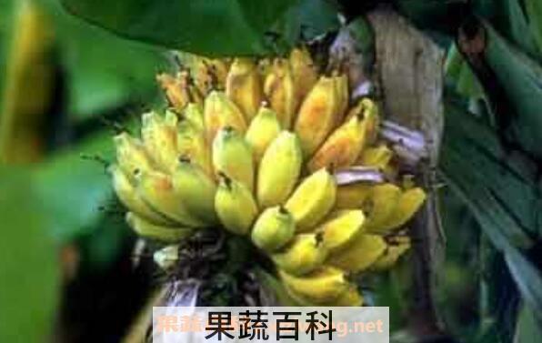 芭蕉果的作用与功效	