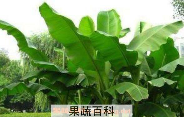 芭蕉的功效与作用 芭蕉的禁忌