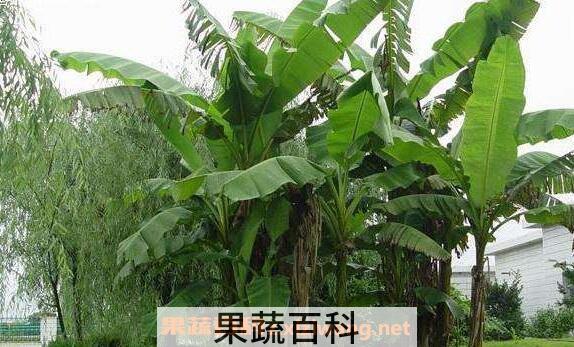 芭蕉的功效与作用 芭蕉的禁忌