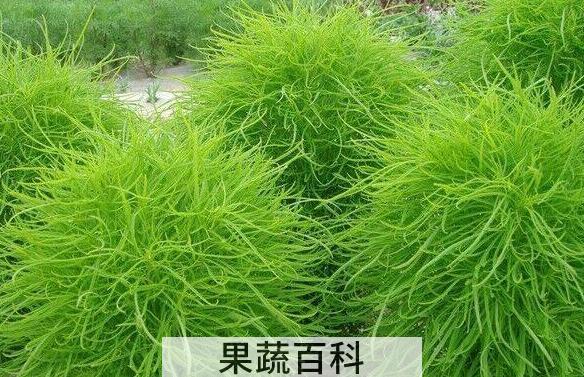扫帚菜的功效与作用 扫帚菜的副作用