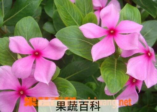 果蔬百科长春花的病害防治
