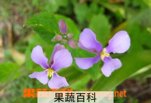 果蔬百科小兰花的药用价值与功效