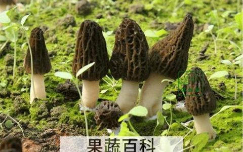 羊肚菌怎么吃 羊肚菌的食用方法图片 羊肚菌怎么吃 羊肚菌的食用方法视频