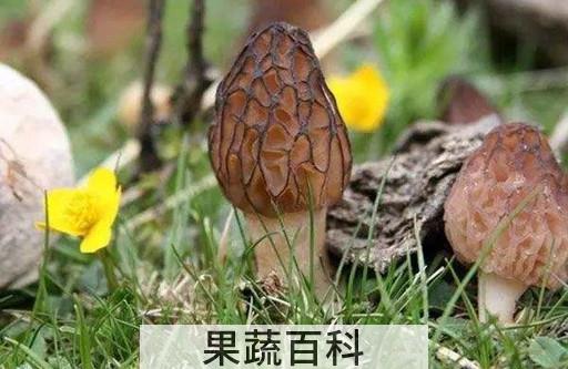 羊肚菌