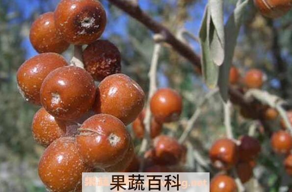 沙枣泡水喝的功效与作用