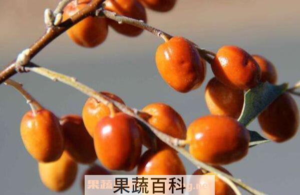 沙枣泡水喝的功效与作用
