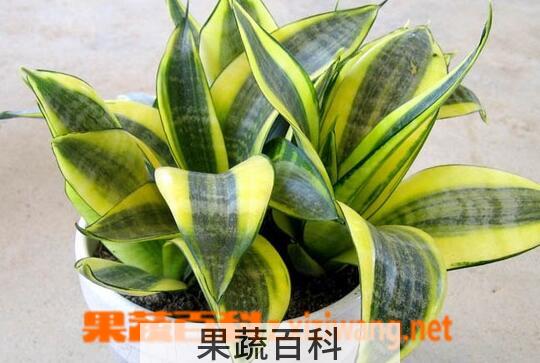 果蔬百科除甲醛的植物有哪些