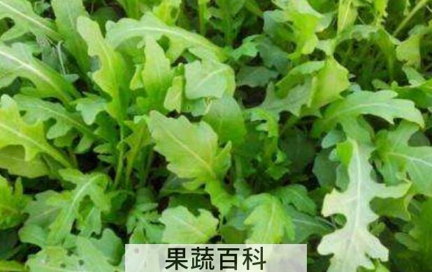 东北臭菜的功效与作用 东北臭菜的食用禁忌