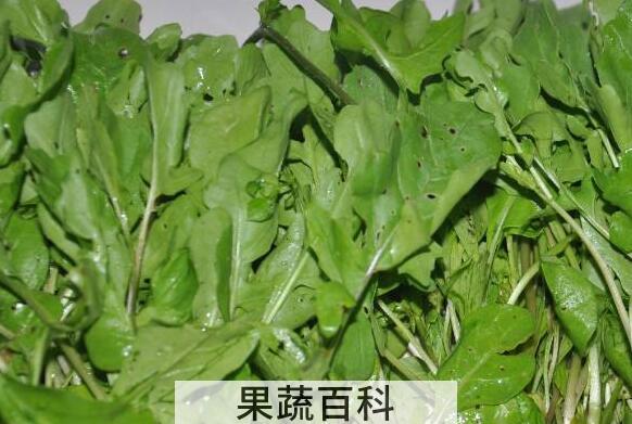 东北臭菜的功效与作用 东北臭菜的食用禁忌