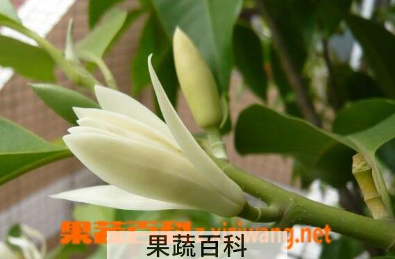 果蔬百科黄桷兰的养殖方法与注意事项