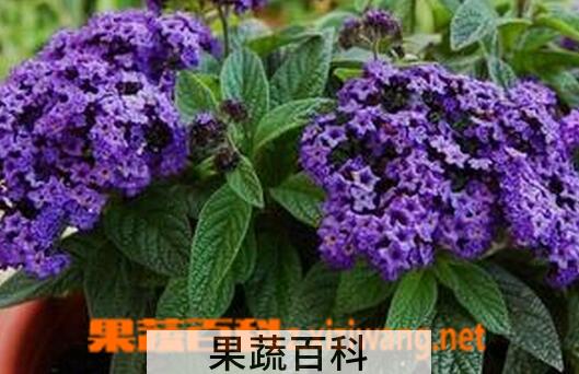 果蔬百科香水草的养殖方法与注意事项