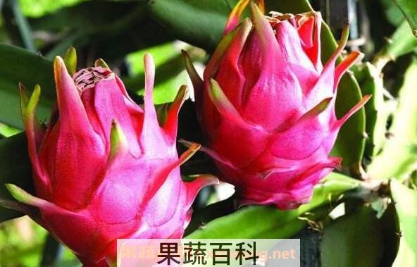 火龙果汁怎么做 火龙果汁的做法教程