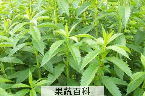 地笋叶子的功效与作用