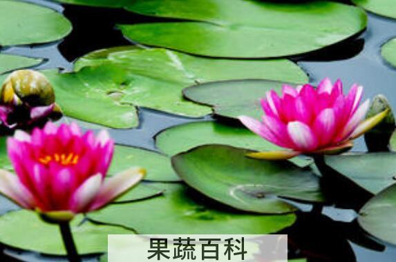 睡莲杆怎么做好吃 莲杆怎么炒