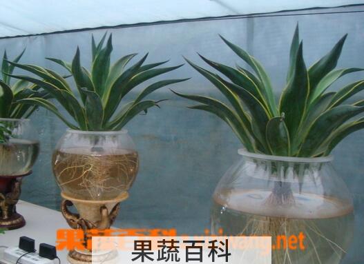 果蔬百科龙舌兰的水培方法