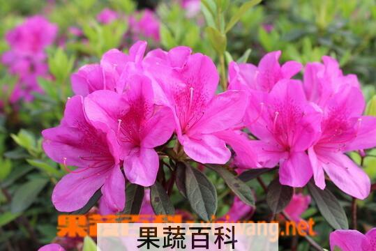 果蔬百科杜鹃花死亡的原因与预防方法