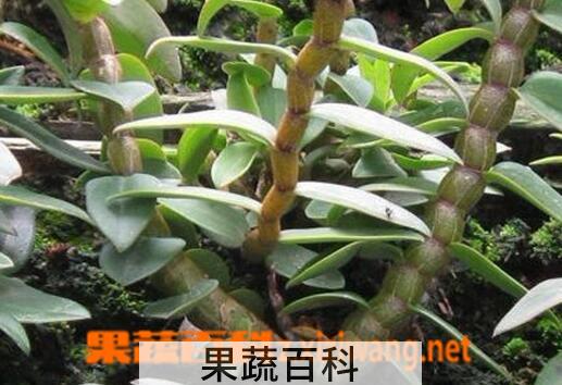 果蔬百科铁皮石斛怎么吃