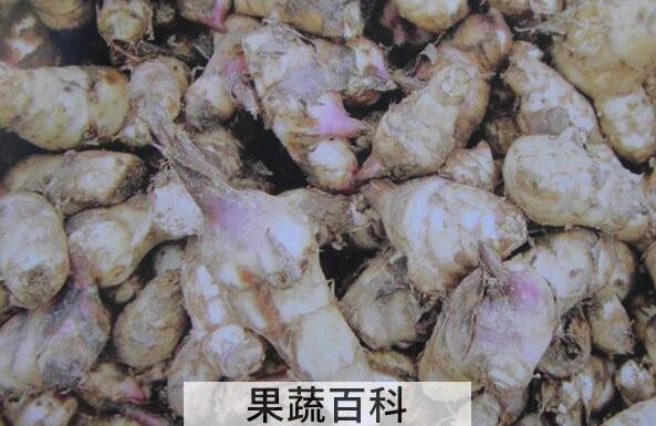 焦藕的功效与作用 焦藕的药用价值