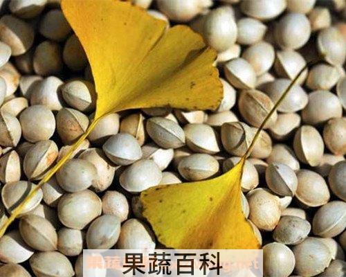 白果皮