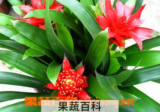 果蔬百科 凤梨花的养殖方法