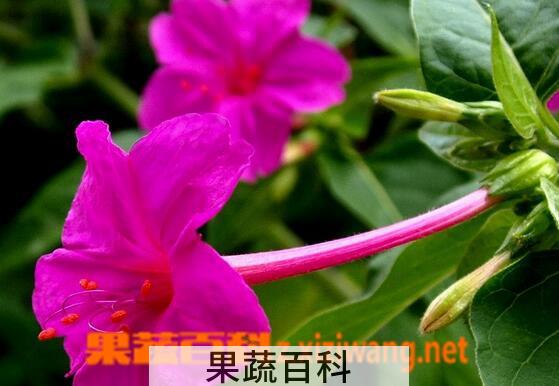 果蔬百科紫茉莉的药用功效与常见用法