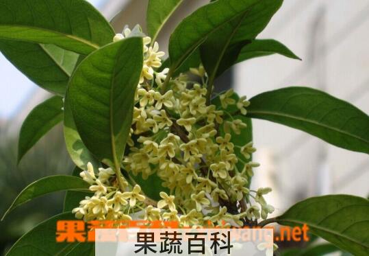 果蔬百科四季桂的养殖方法与注意事项