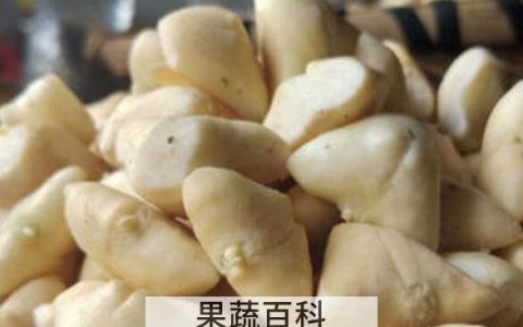 菱角米食用方法 菱角米的解释