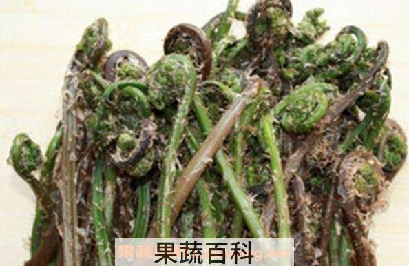 蕨菜和猴腿的区别 吃蕨菜的好处