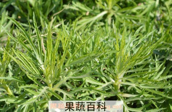 柳蒿芽的作用与功效