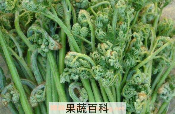 猴腿菜怎么去毛 猴腿菜怎么保存