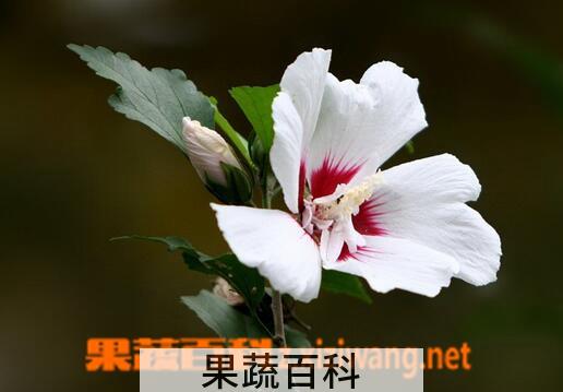 果蔬百科扶桑的养殖方法与注意事项