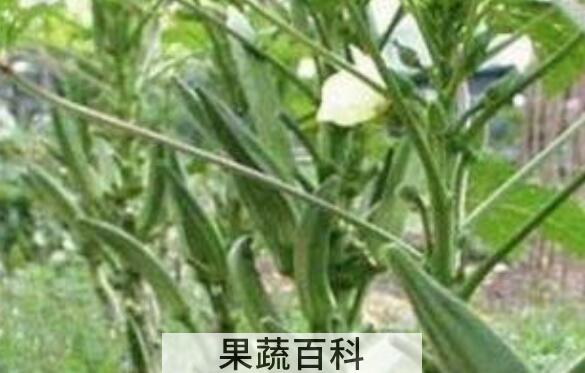 男人吃秋葵有什么好处与坏处