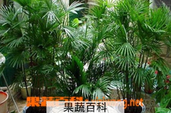 果蔬百科凤尾竹的功效与作用