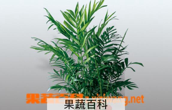 果蔬百科凤尾竹的养殖方法与注意事项