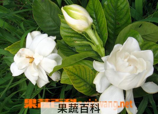 果蔬百科栀子花能吃吗