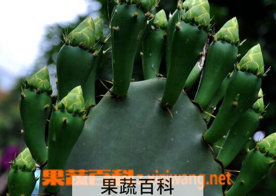 果蔬百科仙人掌的保健功效与作用