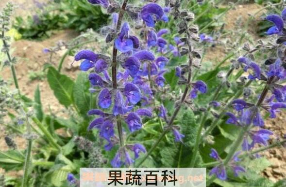 香青兰的功效与作用