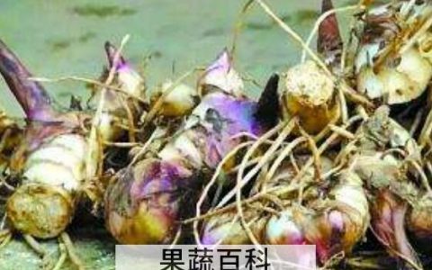 姜藕学名叫什么 姜藕的功效与作用