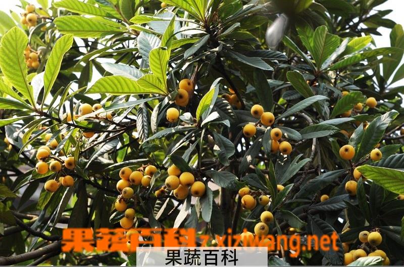 果蔬百科枇杷树怎么修剪 枇杷树剪枝