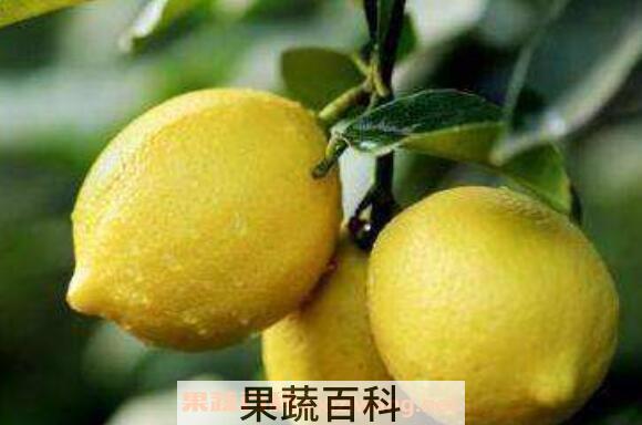 陈年柠檬的作用与功效