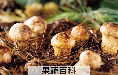 松茸