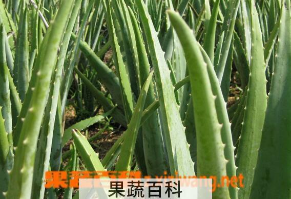 果蔬百科什么芦荟可以吃