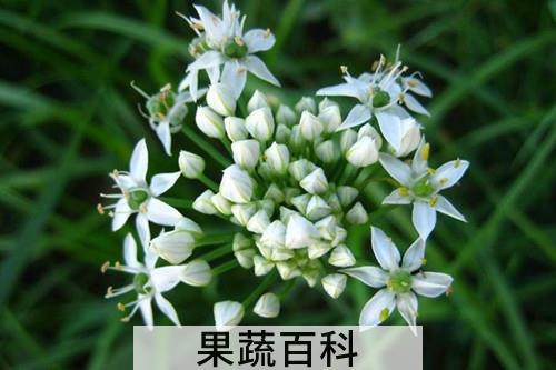 韭菜子