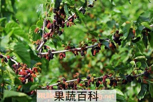 桑果