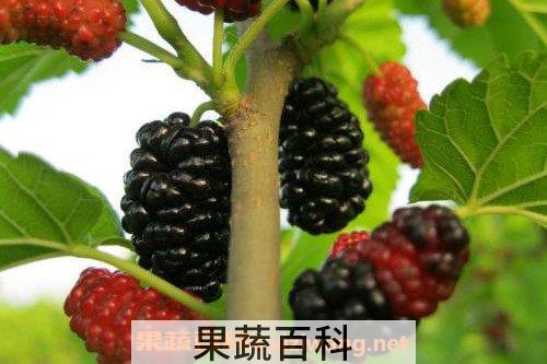 桑果