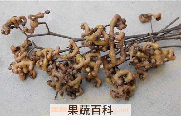 鸡爪梨