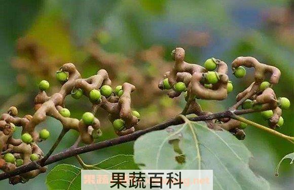 鸡爪梨