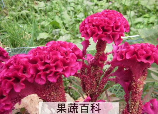 果蔬百科鸡冠花的药用功效与作用